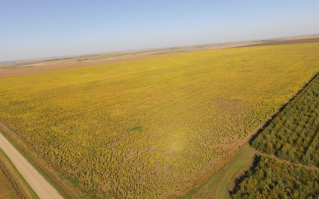 Sully County Cropland